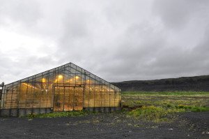 Cold and barren outside, warm glow inside: A greenhouse in Hveragerdi. 