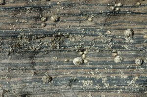 Art by nature: Thin interbedded sand and shale at Brora, decorated with more recent, round barnacles. 