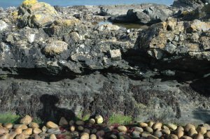 Fine, black shale ready to boil for oil; and just above: A hodgepodge - or haggis? - of big Devonian Flagstone Boulders. 