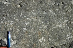 Upper Permian silica-limestone with lots of shells. 